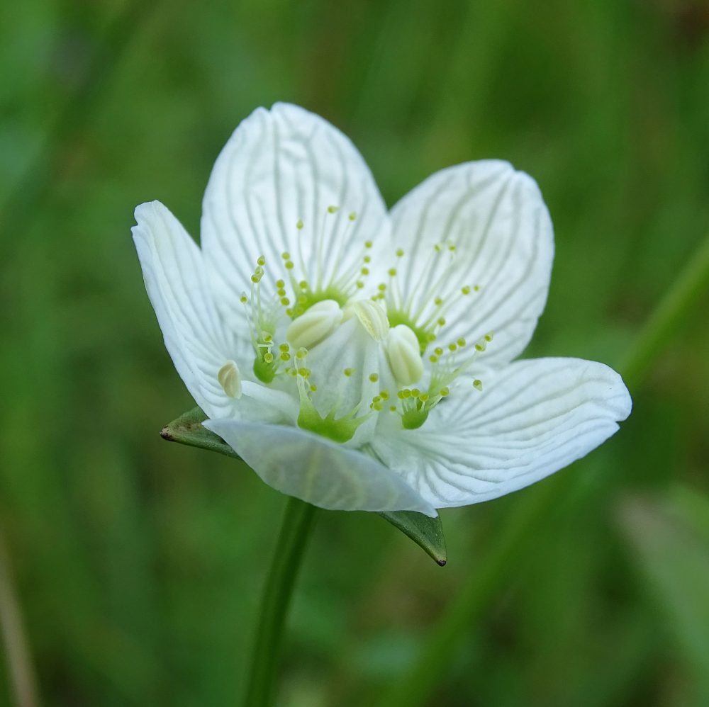 Parnassia